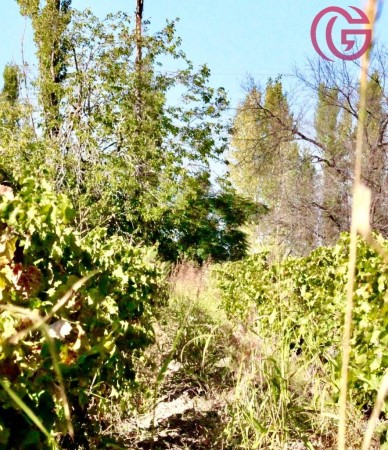 GREENWOOD VENDE FINCA DE 47 HECTAREAS EN LAVALLE