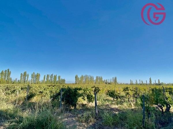 GREENWOOD VENDE FINCA DE 47 HECTAREAS EN LAVALLE