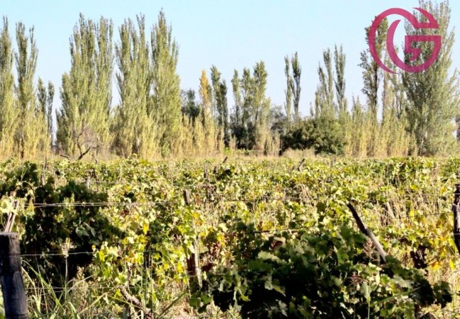 GREENWOOD VENDE FINCA DE 47 HECTAREAS EN LAVALLE