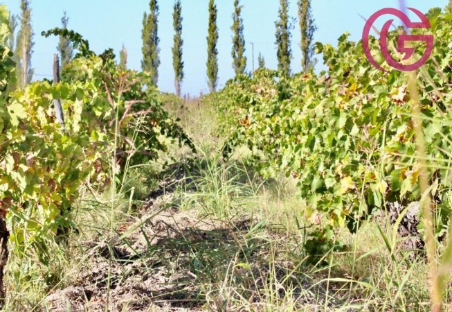 GREENWOOD VENDE FINCA DE 47 HECTAREAS EN LAVALLE