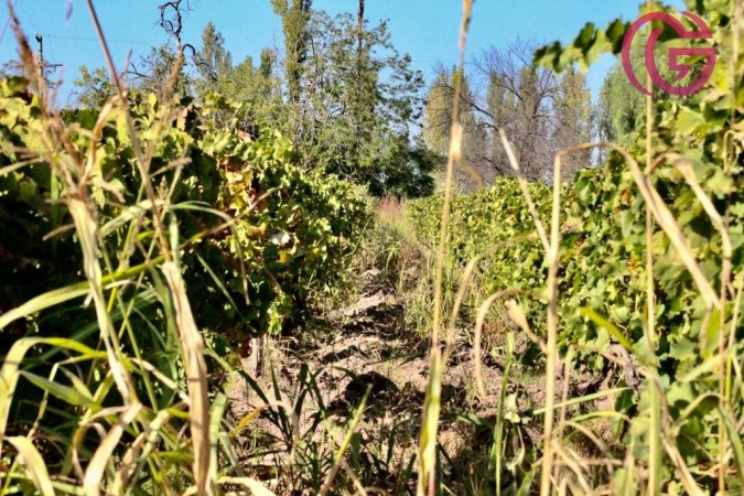 GREENWOOD VENDE FINCA DE 47 HECTAREAS EN LAVALLE
