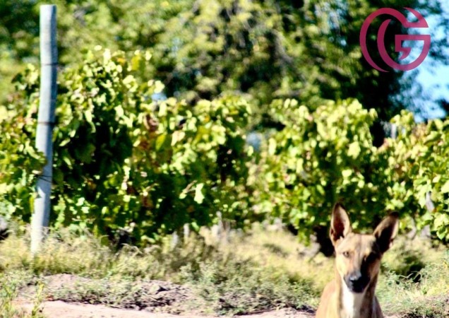 GREENWOOD VENDE FINCA DE 47 HECTAREAS EN LAVALLE