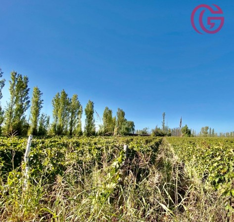 GREENWOOD VENDE FINCA DE 47 HECTAREAS EN LAVALLE