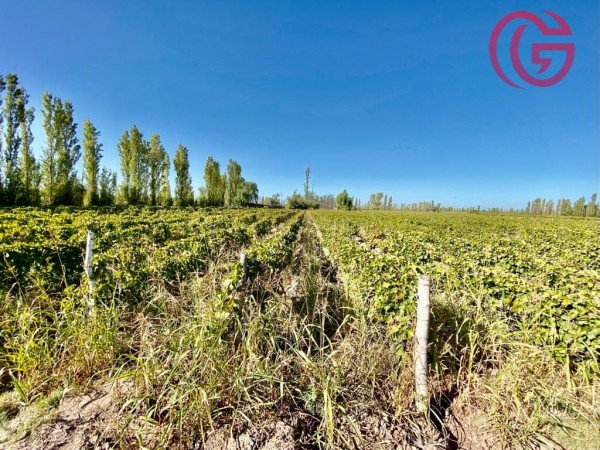 GREENWOOD VENDE FINCA DE 47 HECTAREAS EN LAVALLE