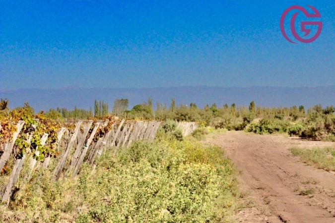 GREENWOOD VENDE FINCA DE 47 HECTAREAS EN LAVALLE