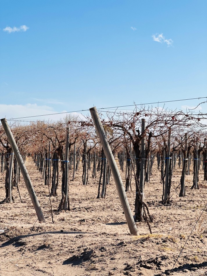 GREENWOOD VENDE EXCELENTE FINCA EN EL ESTE DE LA PROVINCIA FRENTE A RUTA 7