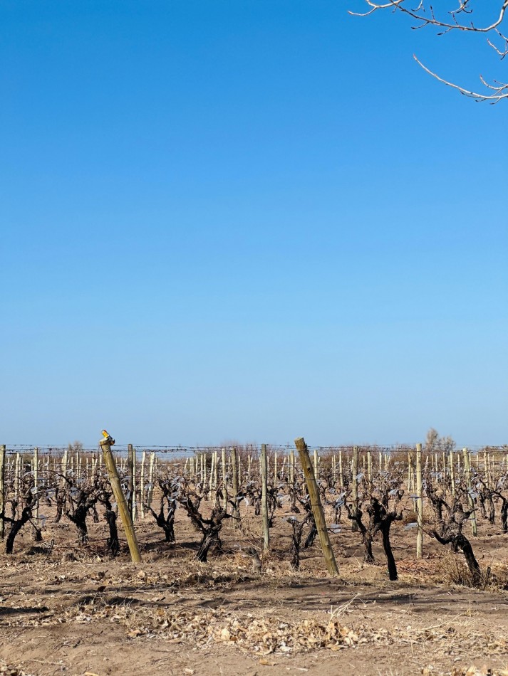 GREENWOOD VENDE EXCELENTE FINCA EN EL ESTE DE LA PROVINCIA FRENTE A RUTA 7