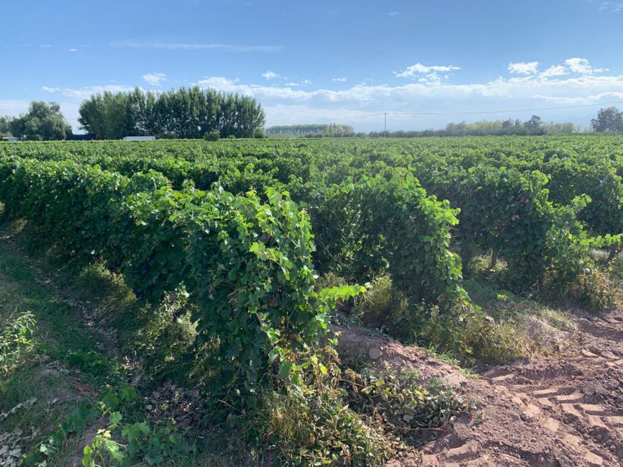 GREENWOOD INMOBILIARIA VENDE HERMOSA FINCA
