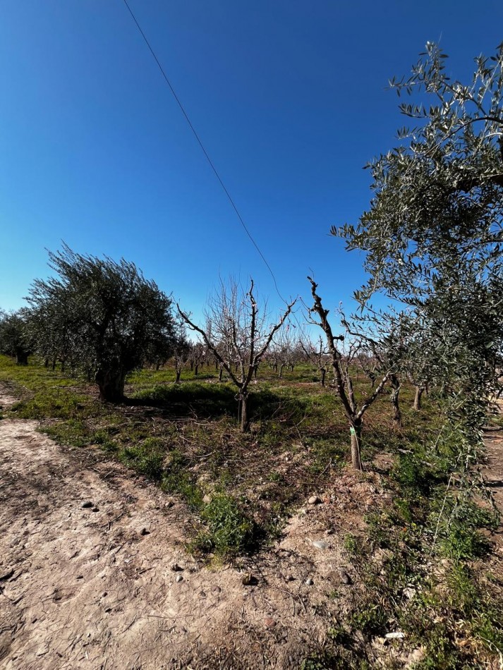 Greenwood vende Finca de 4 Hectareas.