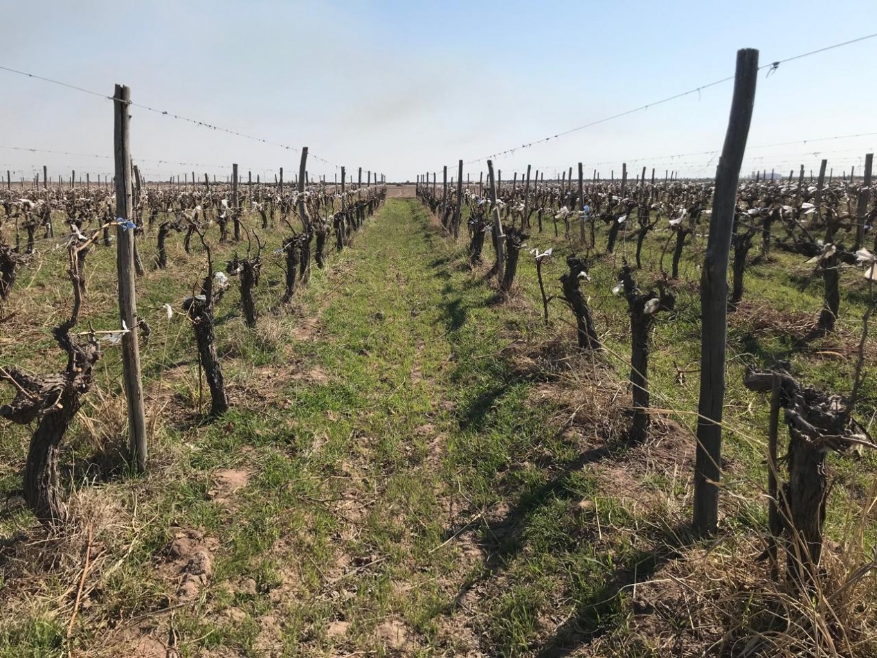 GREENWOOD INMOBILIARIA Presenta Finca Productiva de 24 Hectareas en la Prestigiosa Region de Jocoli