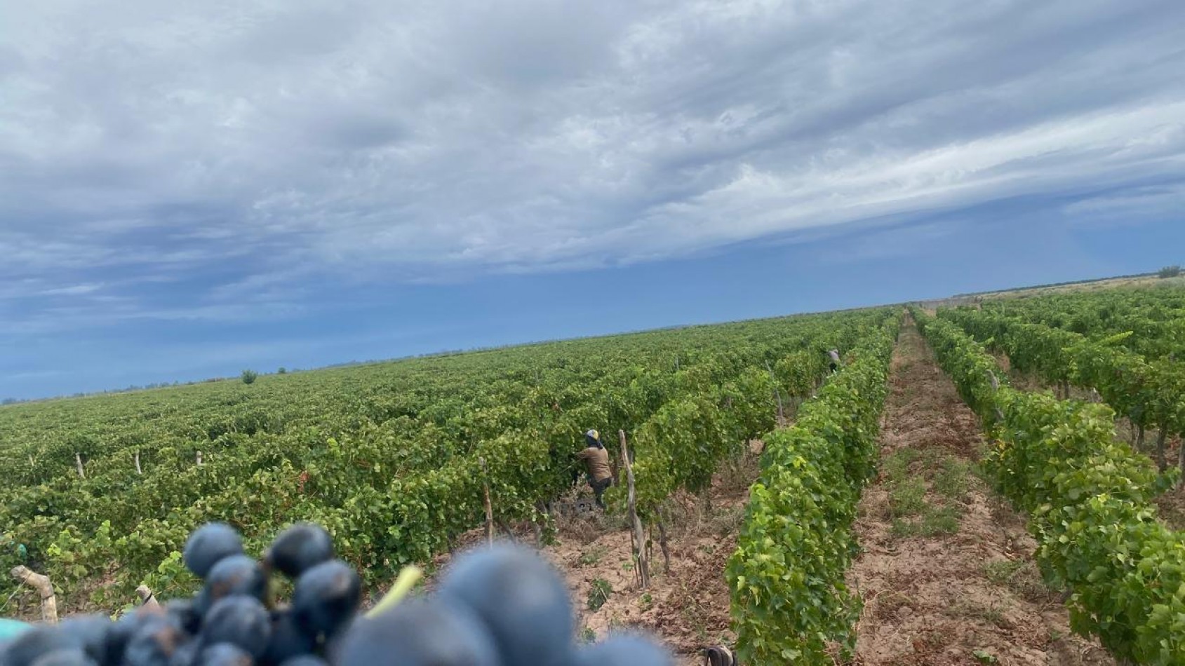 GREENWOOD INMOBILIARIA Presenta Finca Productiva de 24 Hectareas en la Prestigiosa Region de Jocoli