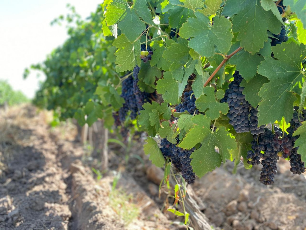 GREENWOOD INMOBILIARIA Presenta Finca Productiva de 24 Hectareas en la Prestigiosa Region de Jocoli