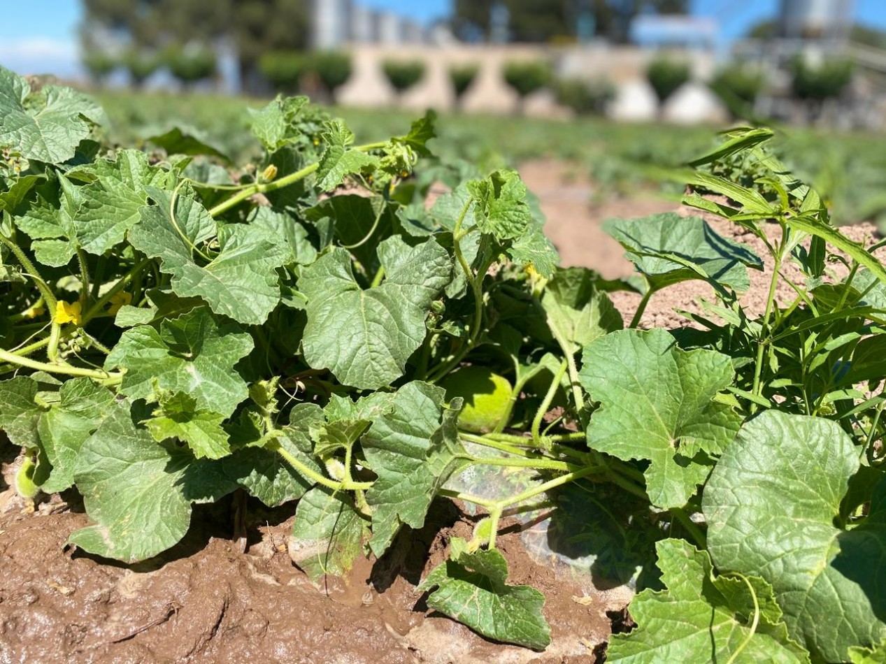 GREENWOOD INMOBILIARIA Presenta Finca Productiva de 24 Hectareas en la Prestigiosa Region de Jocoli