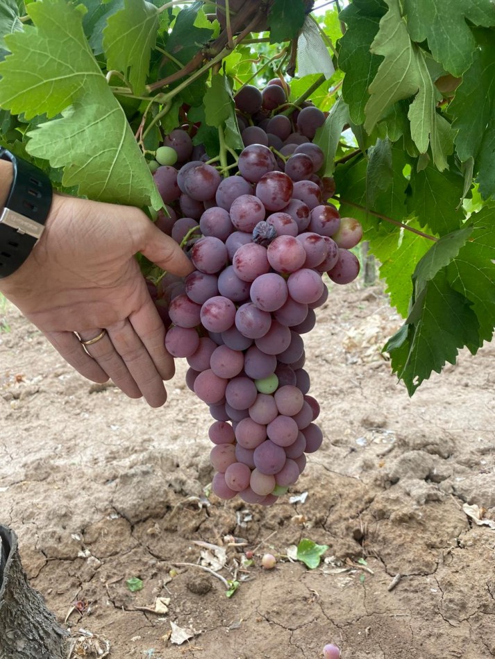 GREENWOOD INMOBILIARIA Presenta Finca Productiva de 24 Hectareas en la Prestigiosa Region de Jocoli