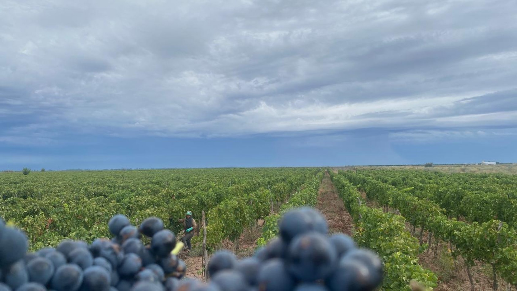 GREENWOOD INMOBILIARIA Presenta Finca Productiva de 24 Hectareas en la Prestigiosa Region de Jocoli