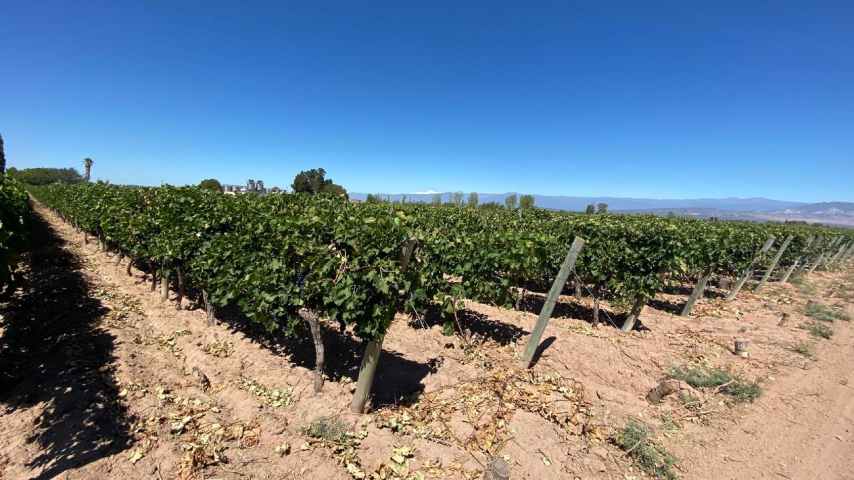 GREENWOOD INMOBILIARIA Presenta Finca Productiva de 24 Hectareas en la Prestigiosa Region de Jocoli