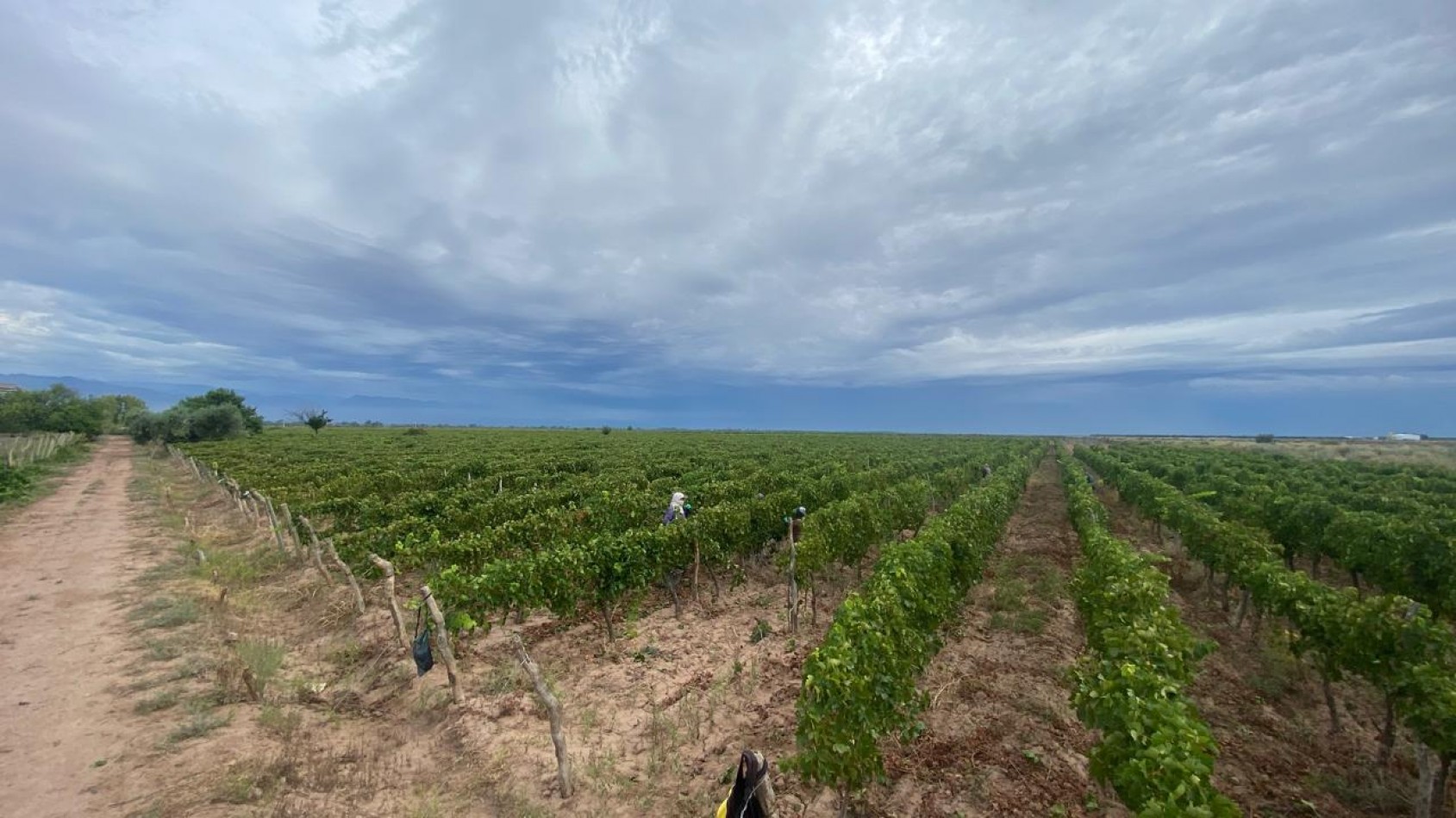 GREENWOOD INMOBILIARIA Presenta Finca Productiva de 24 Hectareas en la Prestigiosa Region de Jocoli