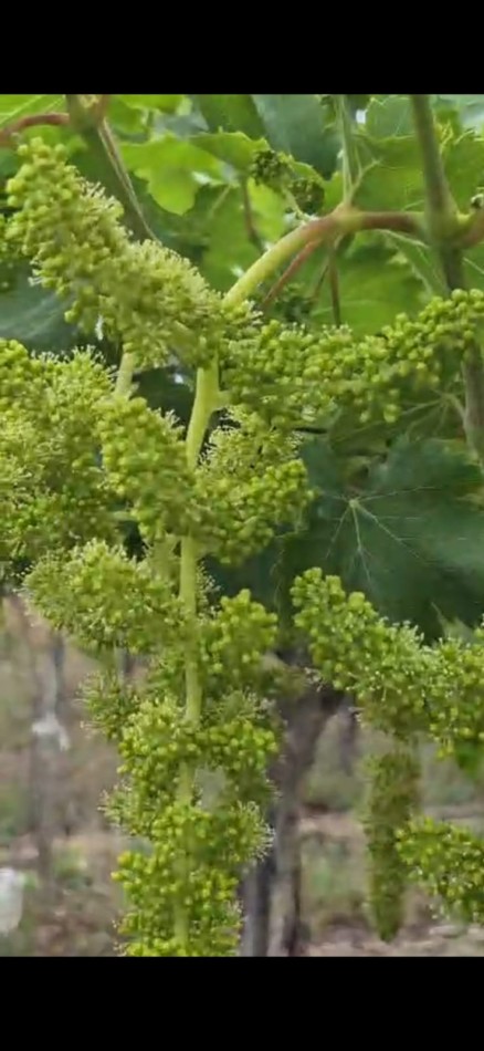 GREENWOOD INMOBILIARIA VENDE FINCA EN LUJAN DE CUYO, UGARTECHE