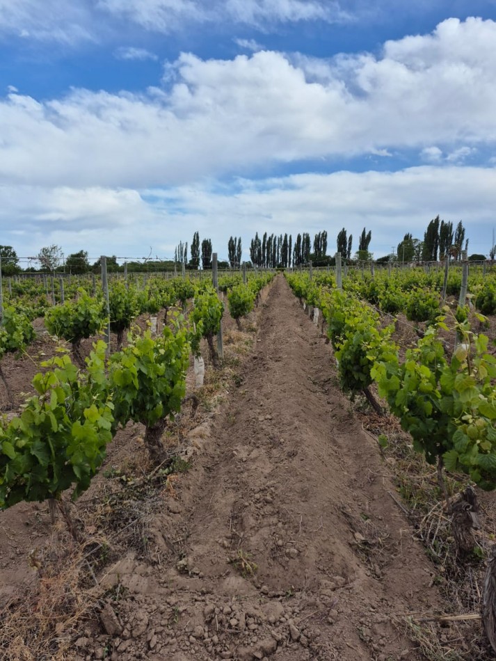 GREENWOOD INMOBILIARIA VENDE FINCA EN LUJAN DE CUYO, UGARTECHE