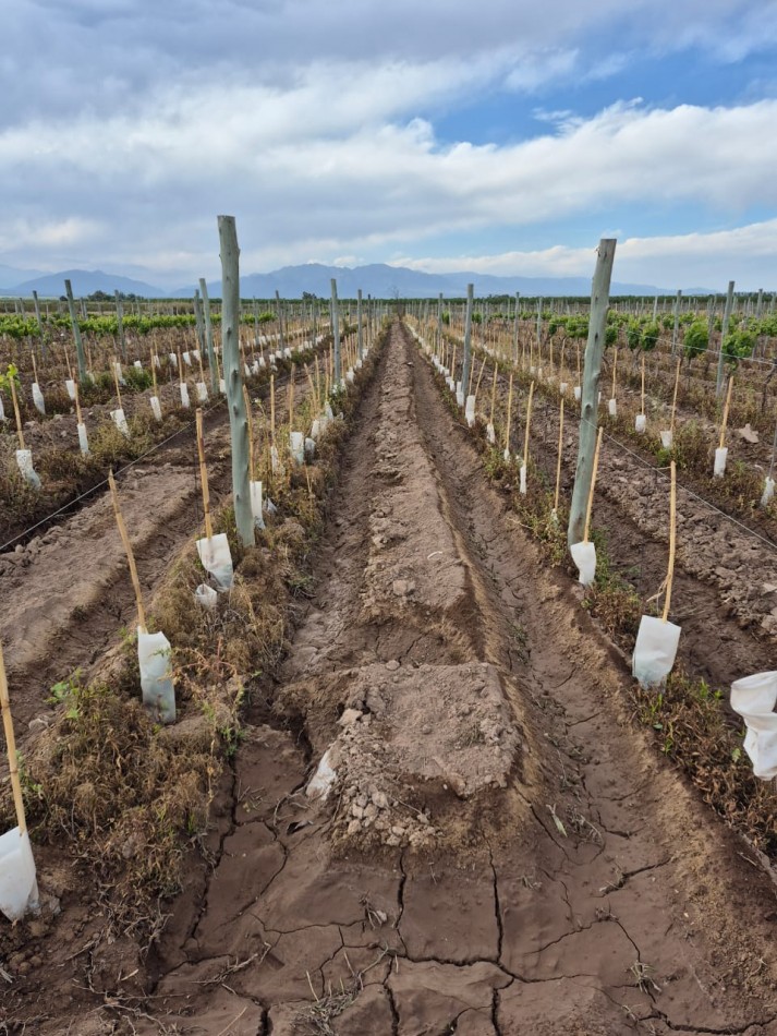 GREENWOOD INMOBILIARIA VENDE FINCA EN LUJAN DE CUYO, UGARTECHE