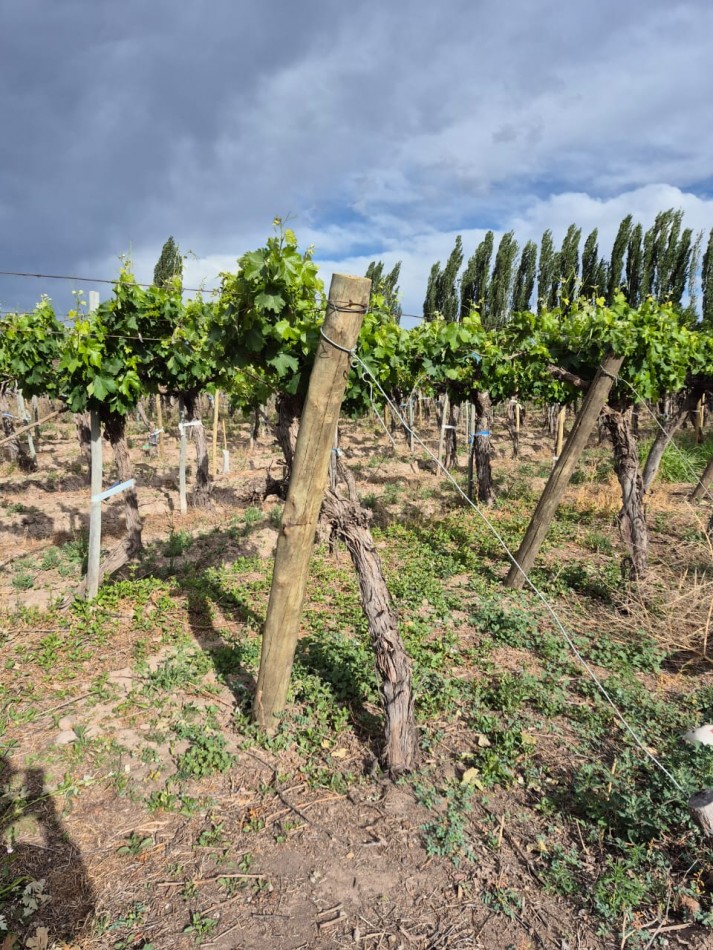 GREENWOOD INMOBILIARIA VENDE FINCA EN LUJAN DE CUYO, UGARTECHE