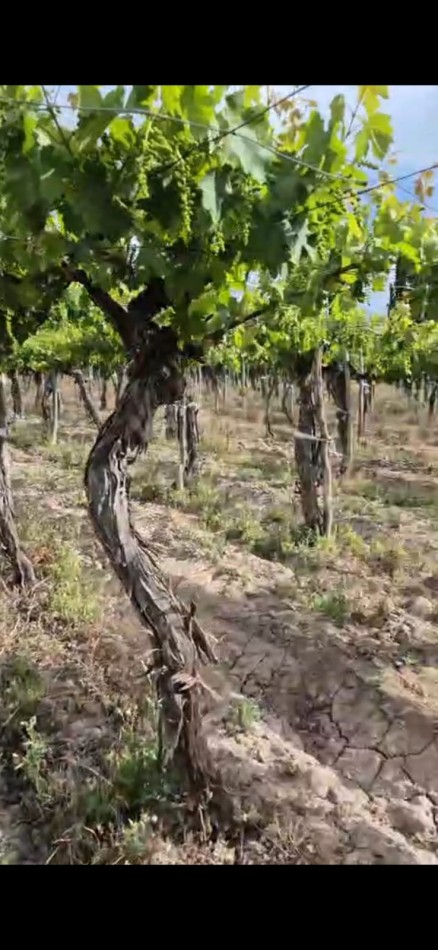 GREENWOOD INMOBILIARIA VENDE FINCA EN LUJAN DE CUYO, UGARTECHE