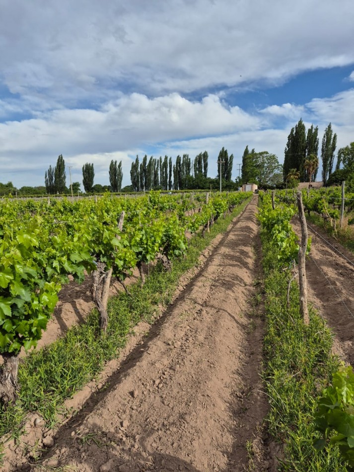 GREENWOOD INMOBILIARIA VENDE FINCA EN LUJAN DE CUYO, UGARTECHE