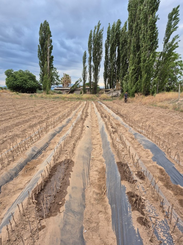 GREENWOOD INMOBILIARIA VENDE FINCA EN LUJAN DE CUYO, UGARTECHE