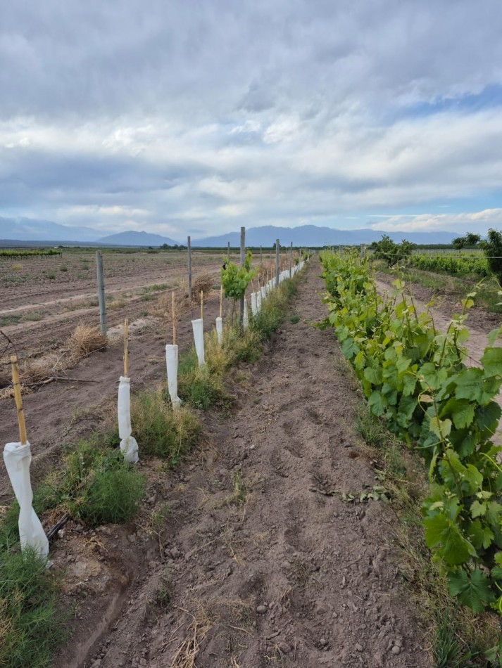 GREENWOOD INMOBILIARIA VENDE FINCA EN LUJAN DE CUYO, UGARTECHE