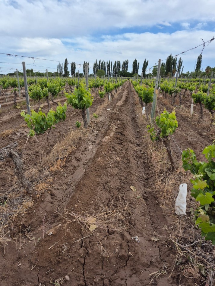 GREENWOOD INMOBILIARIA VENDE FINCA EN LUJAN DE CUYO, UGARTECHE