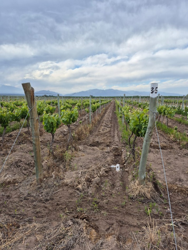 GREENWOOD INMOBILIARIA VENDE FINCA EN LUJAN DE CUYO, UGARTECHE