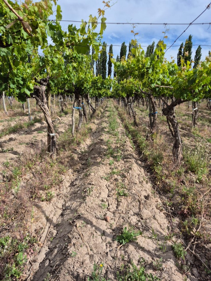 GREENWOOD INMOBILIARIA VENDE FINCA EN LUJAN DE CUYO, UGARTECHE