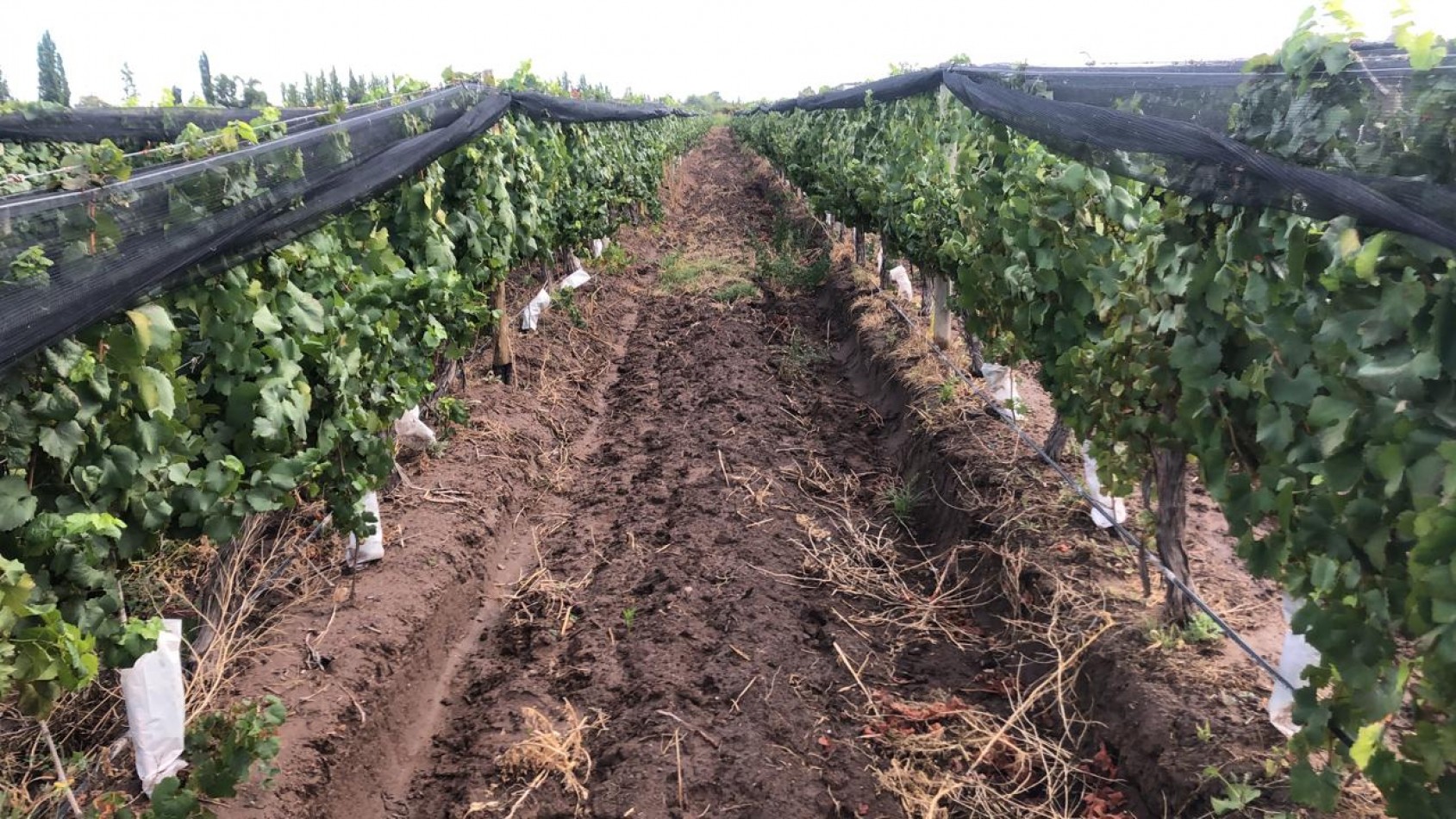 GREENWOOD INMOBILIARIA VENDE FINCA EN LAS HERAS 