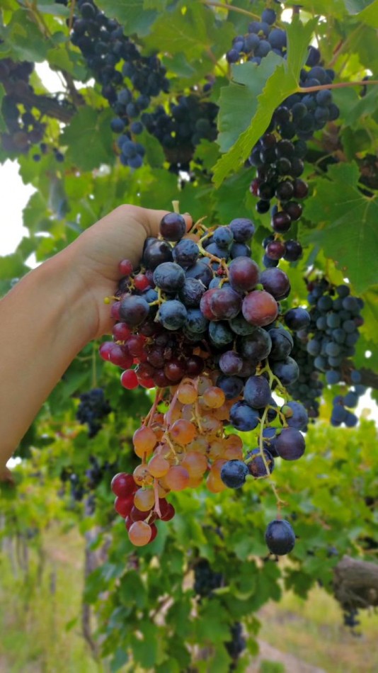 GREENWOOD INMOBILIARIA VENDE - EXCELENTE OPORTUNIDAD DE INVERSION