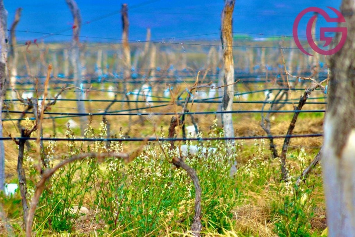 Greenwood Vende Inigualable Finca en Vista Flores Tunuyan, Excelente Rentabilidad, Ideal Emprendimie