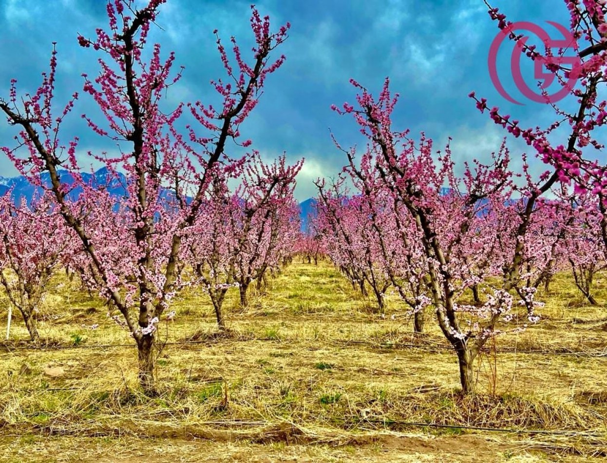 Greenwood Vende Inigualable Finca en Vista Flores Tunuyan, Excelente Rentabilidad, Ideal Emprendimie