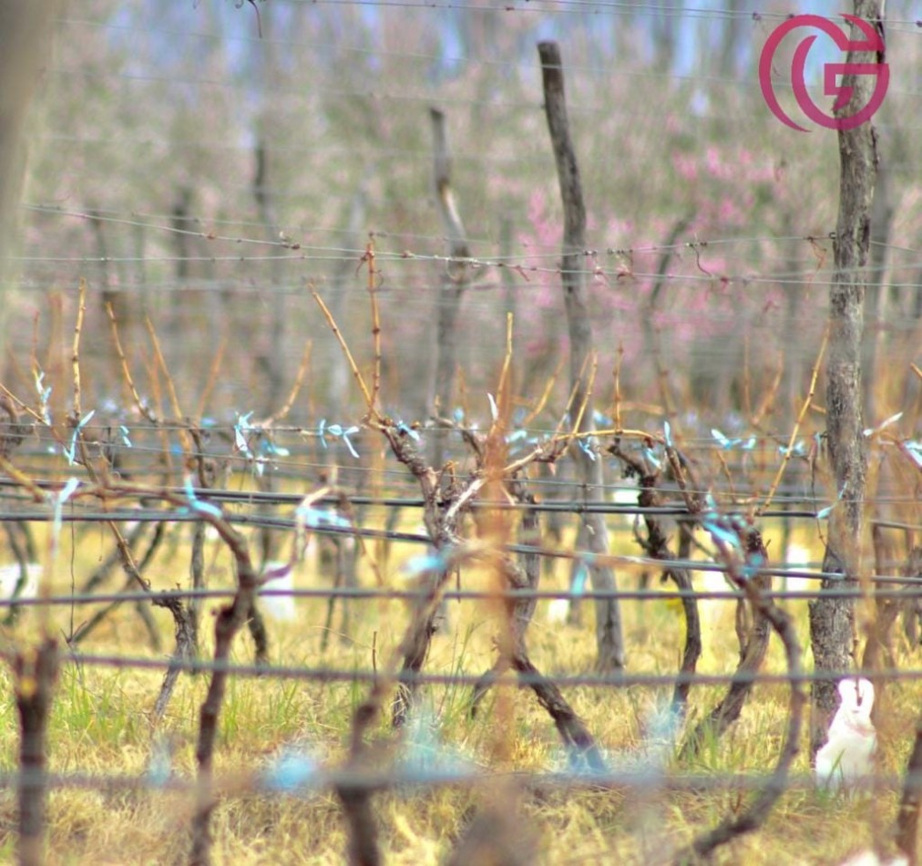 Greenwood Vende Inigualable Finca en Vista Flores Tunuyan, Excelente Rentabilidad, Ideal Emprendimie