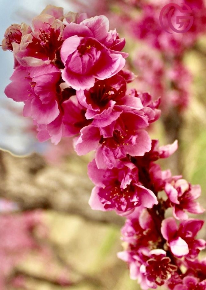 Greenwood Vende Inigualable Finca en Vista Flores Tunuyan, Excelente Rentabilidad, Ideal Emprendimie