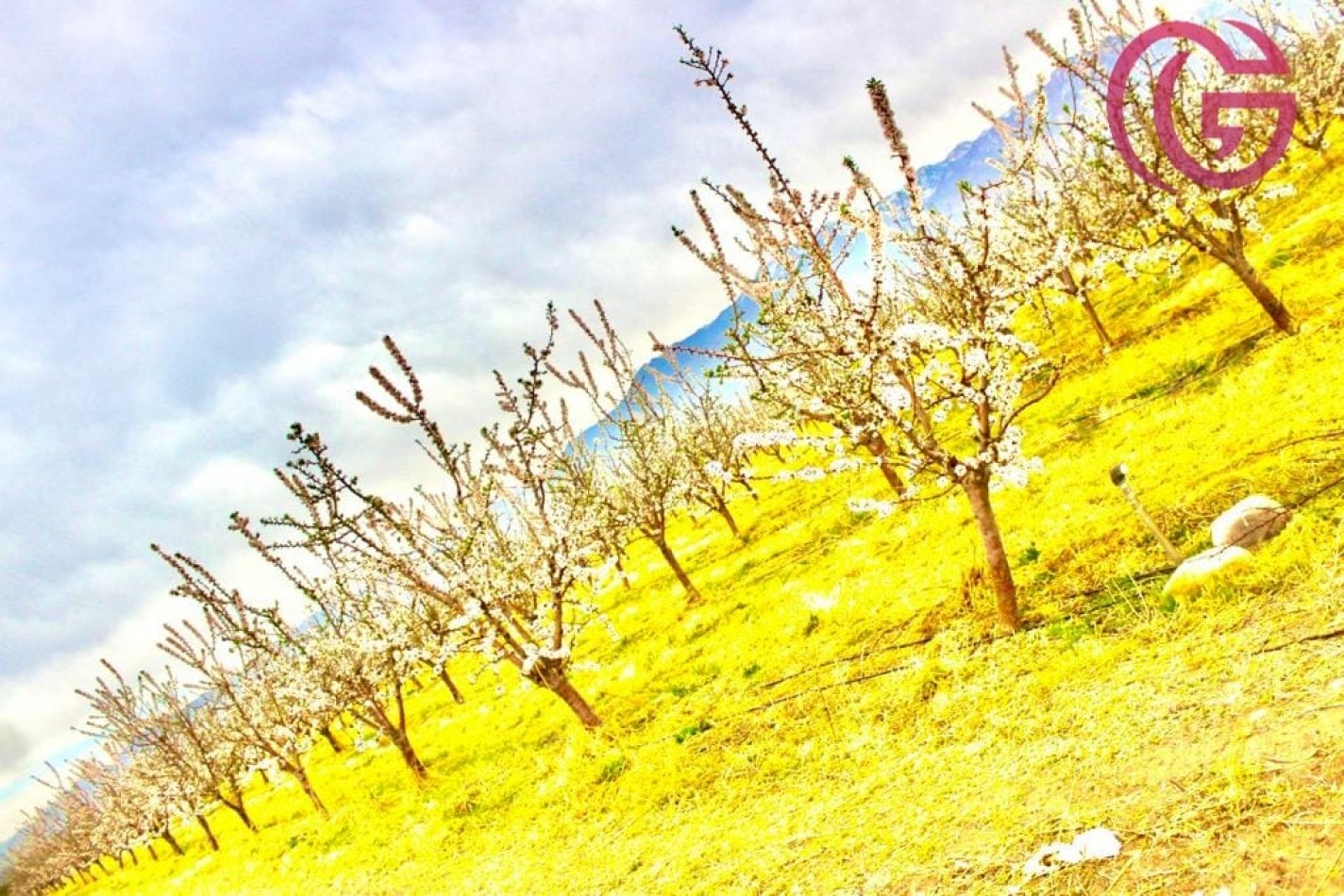 Greenwood Vende Inigualable Finca en Vista Flores Tunuyan, Excelente Rentabilidad, Ideal Emprendimie