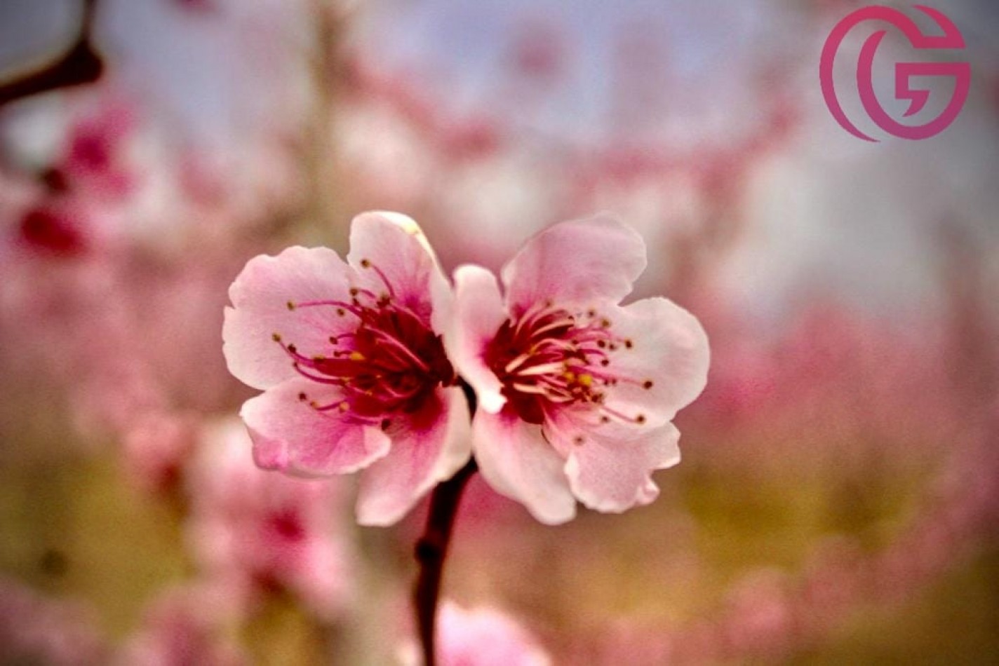 Greenwood Vende Inigualable Finca en Vista Flores Tunuyan, Excelente Rentabilidad, Ideal Emprendimie