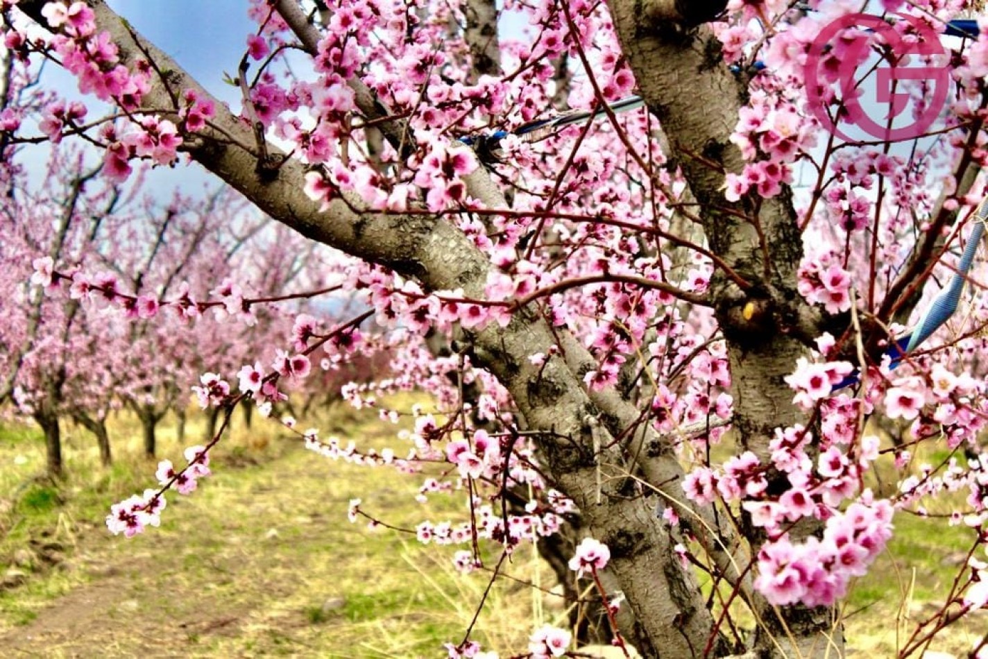 Greenwood Vende Inigualable Finca en Vista Flores Tunuyan, Excelente Rentabilidad, Ideal Emprendimie
