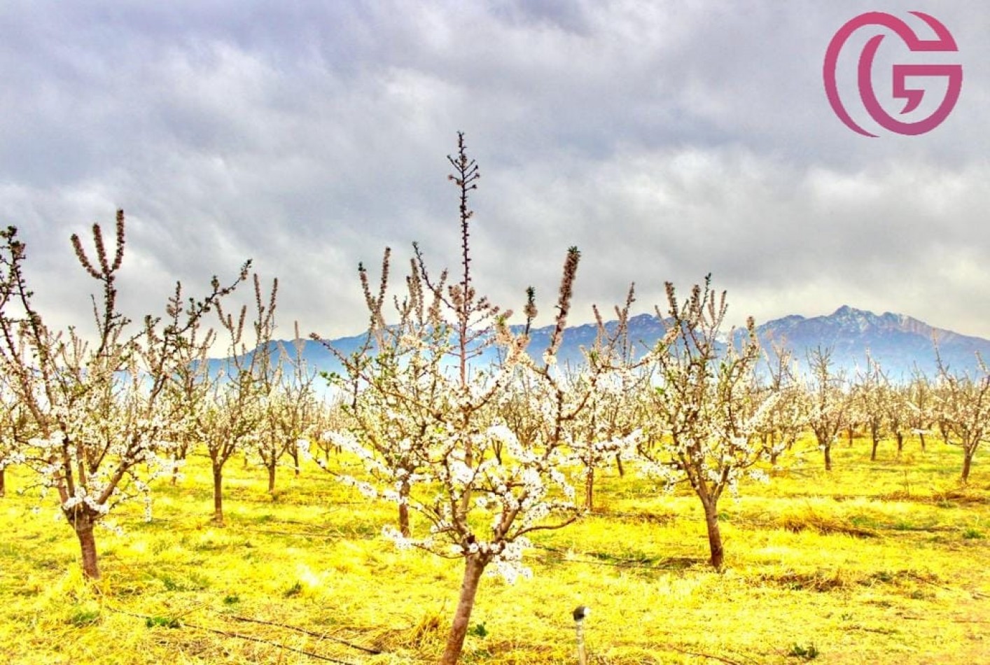 Greenwood Vende Inigualable Finca en Vista Flores Tunuyan, Excelente Rentabilidad, Ideal Emprendimie