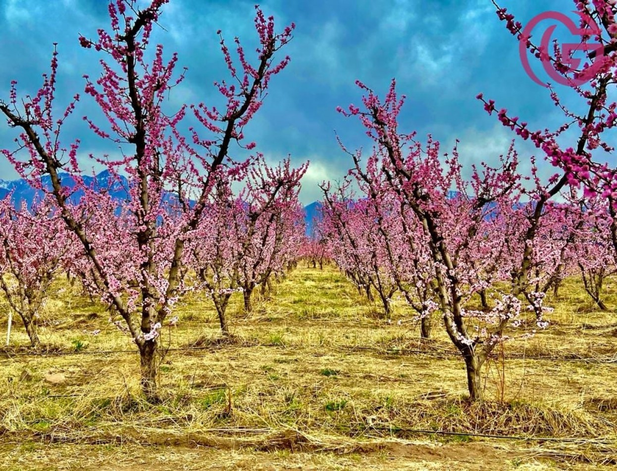 Greenwood Vende Inigualable Finca en Vista Flores Tunuyan, Excelente Rentabilidad, Ideal Emprendimie