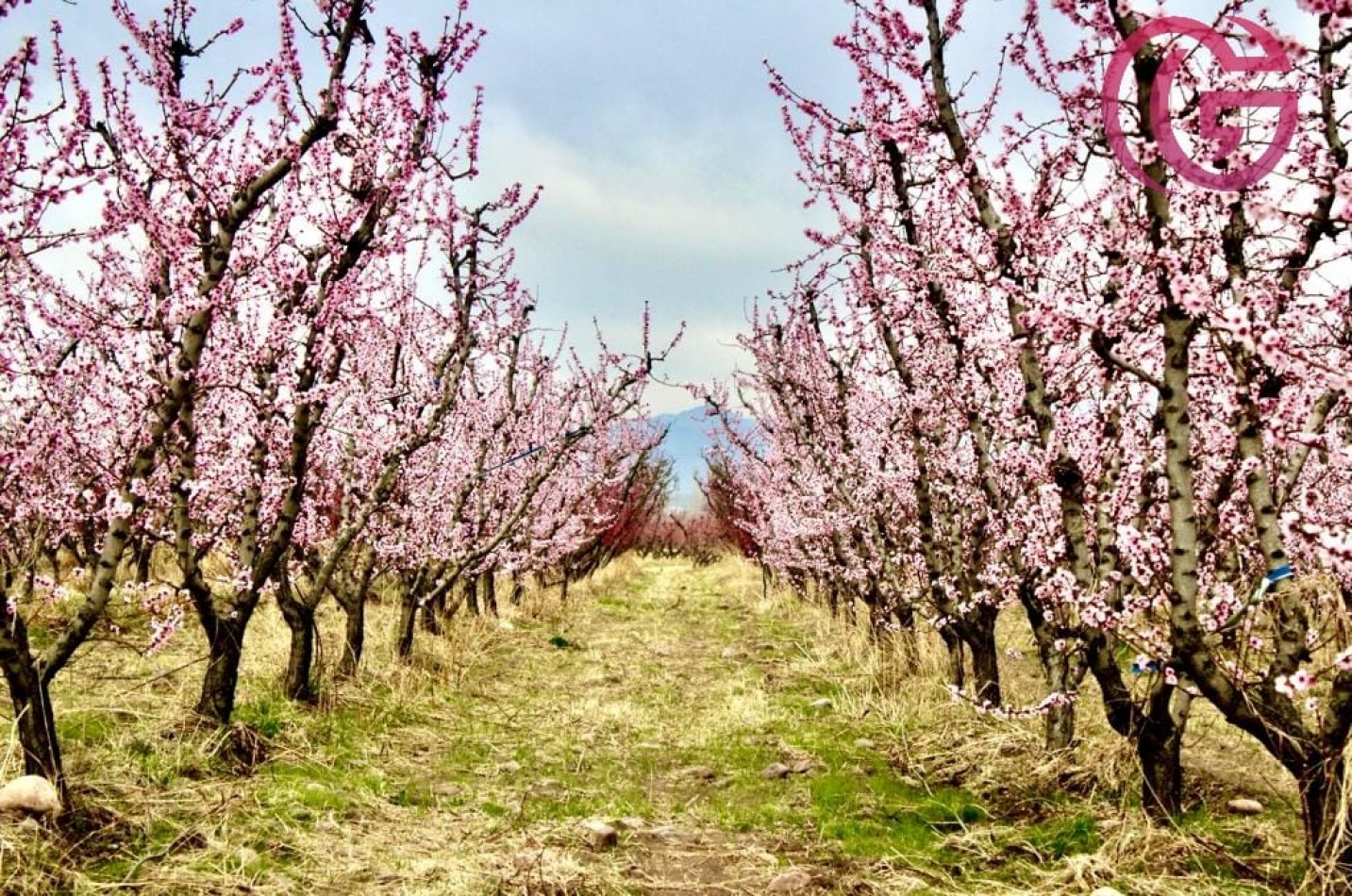Greenwood Vende Inigualable Finca en Vista Flores Tunuyan, Excelente Rentabilidad, Ideal Emprendimie