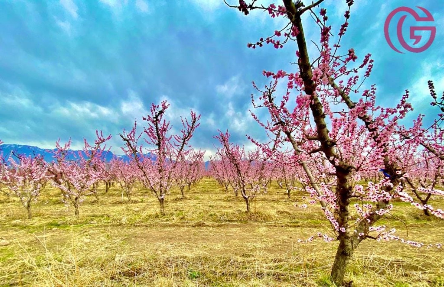 Greenwood Vende Inigualable Finca en Vista Flores Tunuyan, Excelente Rentabilidad, Ideal Emprendimie