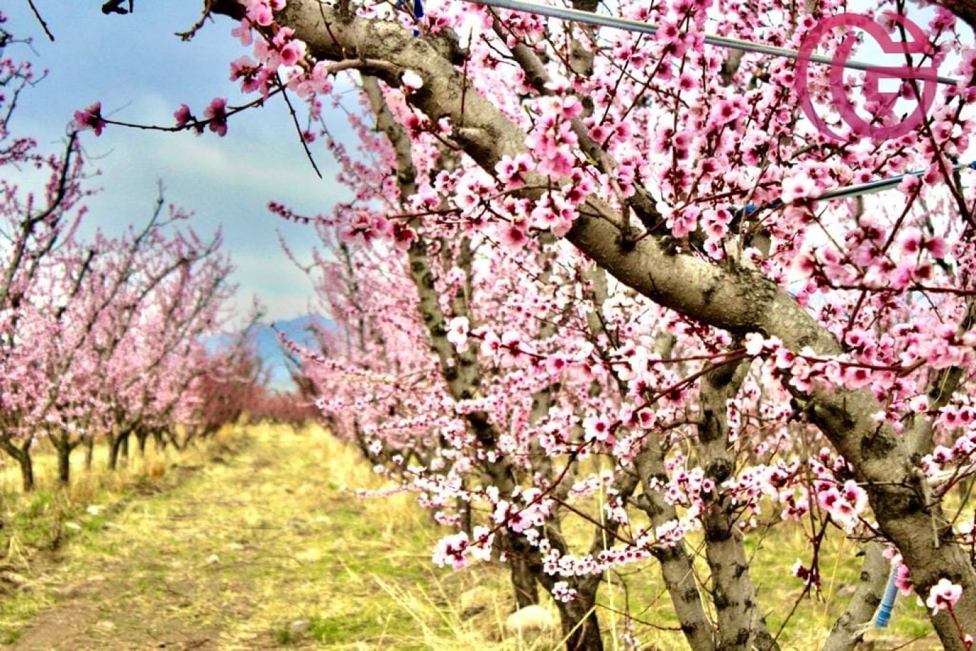 Greenwood Vende Inigualable Finca en Vista Flores Tunuyan, Excelente Rentabilidad, Ideal Emprendimie