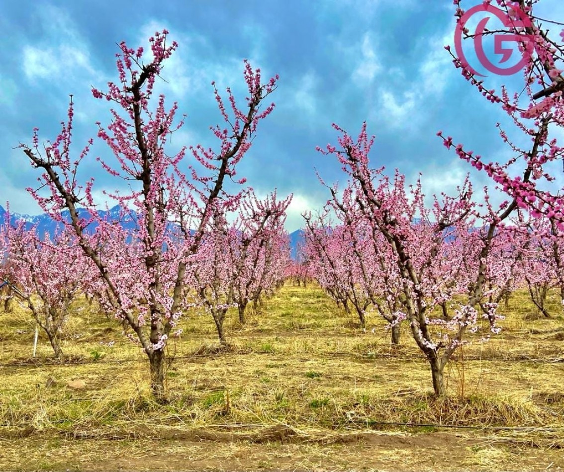 Greenwood Vende Inigualable Finca en Vista Flores Tunuyan, Excelente Rentabilidad, Ideal Emprendimie