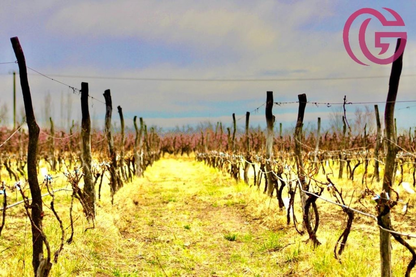 Greenwood Vende Inigualable Finca en Vista Flores Tunuyan, Excelente Rentabilidad, Ideal Emprendimie