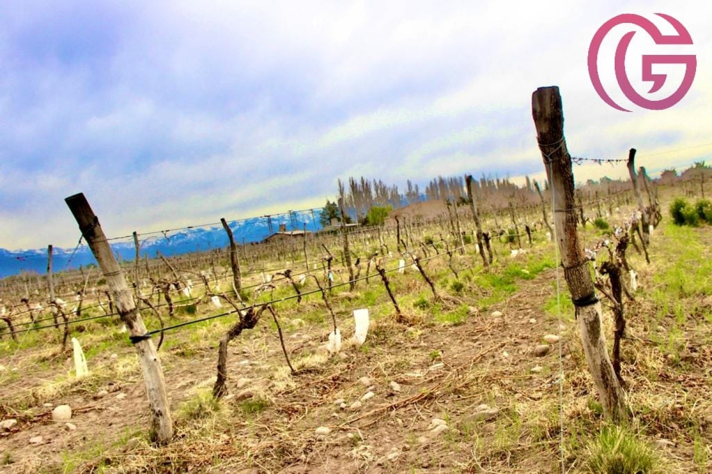 Greenwood Vende Inigualable Finca en Vista Flores Tunuyan, Excelente Rentabilidad, Ideal Emprendimie