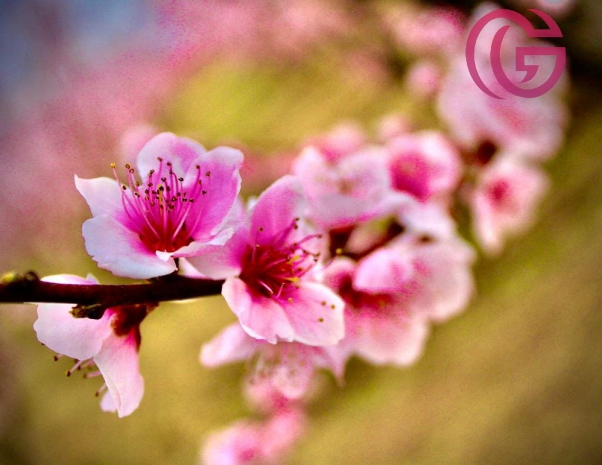 Greenwood Vende Inigualable Finca en Vista Flores Tunuyan, Excelente Rentabilidad, Ideal Emprendimie